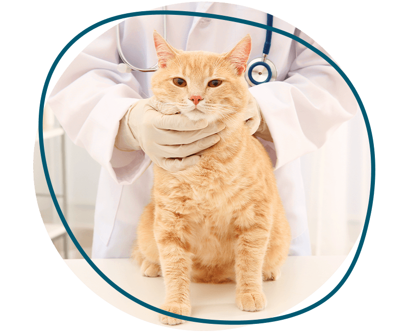 orange cat with veterinary