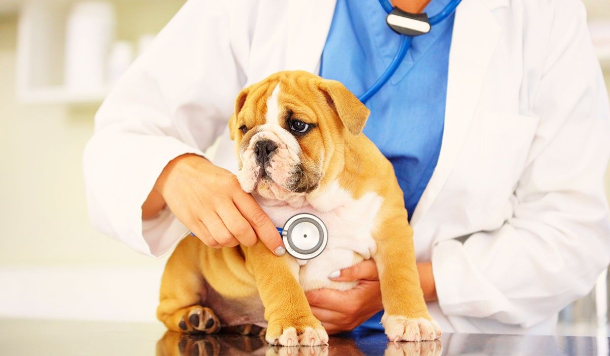 little-dog-getting-diagnosted-by-vet